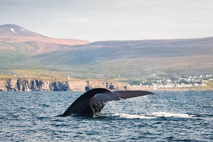 Hvaler og lundefugle Tour fra Husavik