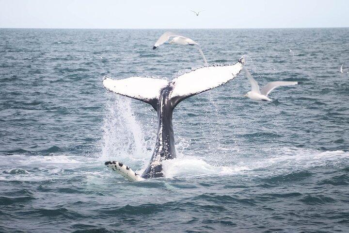 Hvaler og lundefugle Tour fra Husavik