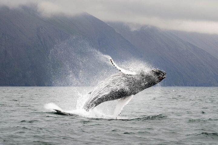 Hvaler og lundefugle Tour fra Husavik