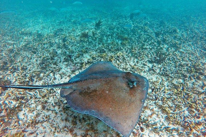 Tulum Ruins, Snorkeling with Turtles and Underground Caves