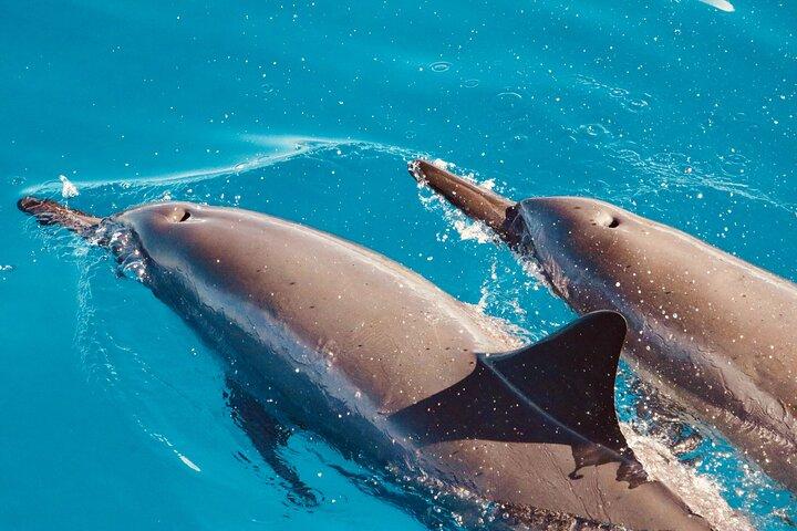 Observación de delfines y buceo con tortuga