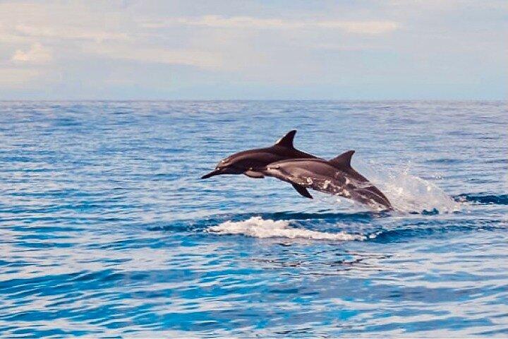 Observación de delfines y buceo con tortuga