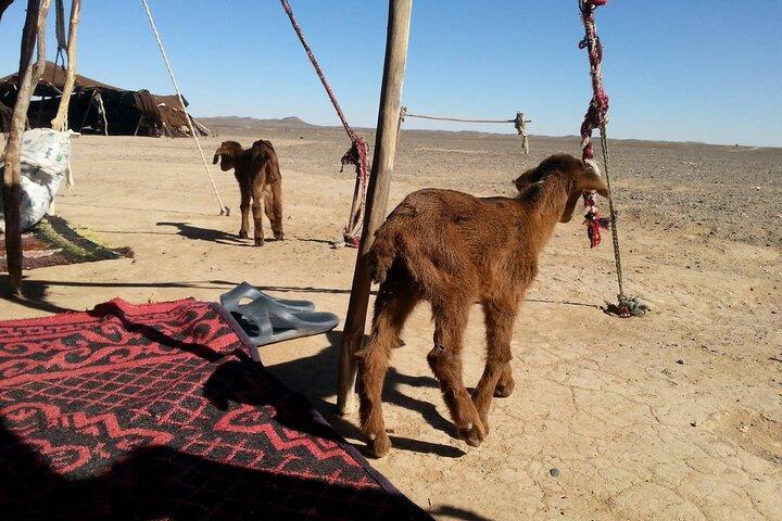 Tour privato di 4 giorni nel deserto da Fes a Marrakech via Merzouga