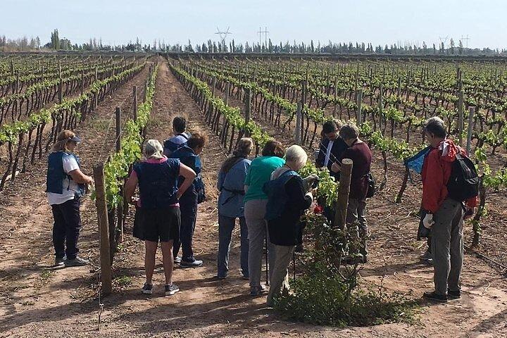Kleingruppentour in 2 Weingütern in Luján de Cuyo oder Maipú