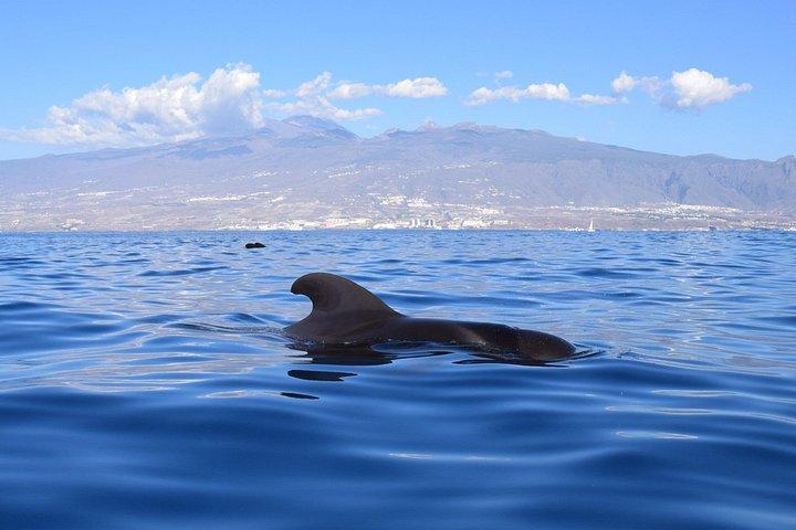 ボナデアII海域での2時間クジラ類生態観察ツアー