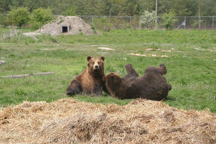 Visite d'un sanctuaire d'ours et de loups