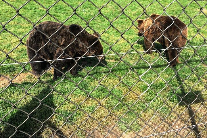 Visite d'un sanctuaire d'ours et de loups