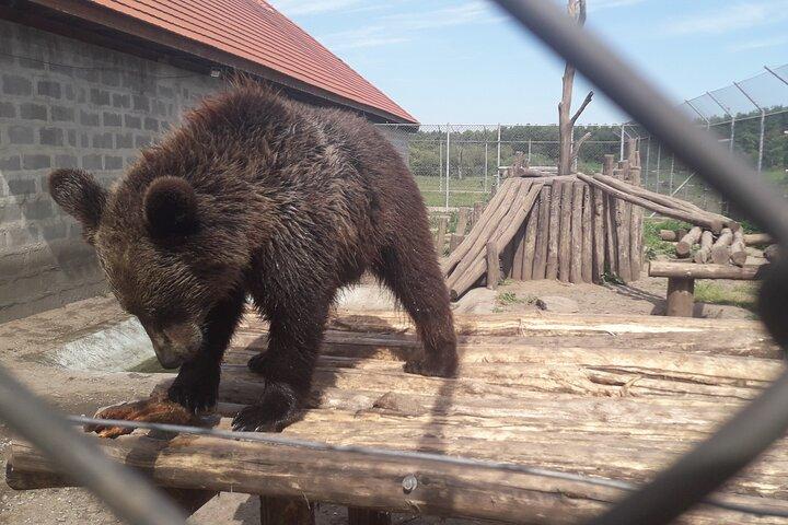 Visite d'un sanctuaire d'ours et de loups
