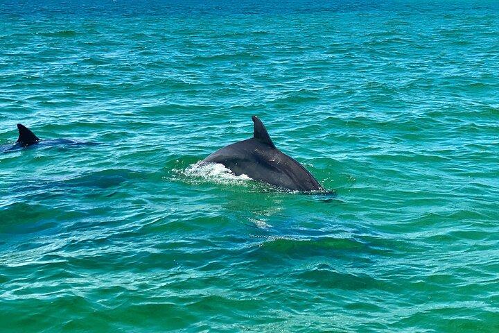 Croisière en dauphins partagée à Pensacola Beach | Frisky Mermaid
