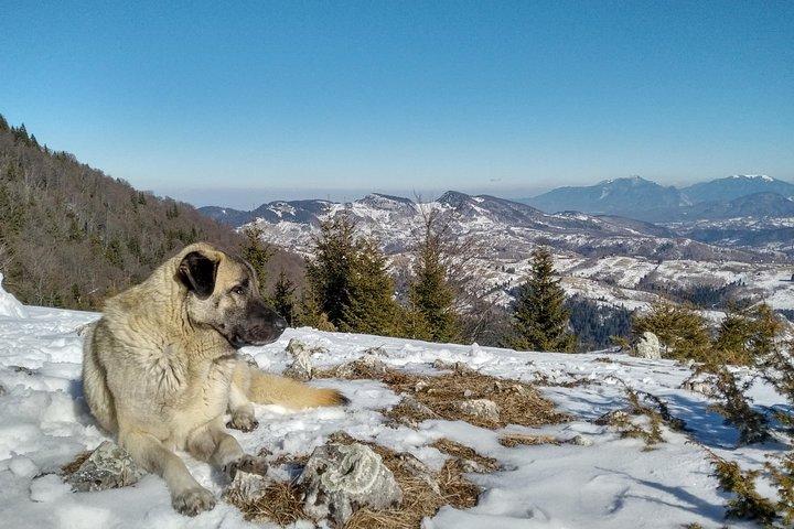 Rambling in Transylvania