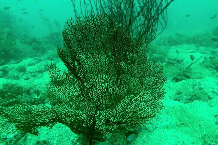 [GRUPPE] SCUBA DIVING für zertifizierte Taucher in Phu Quoc Island