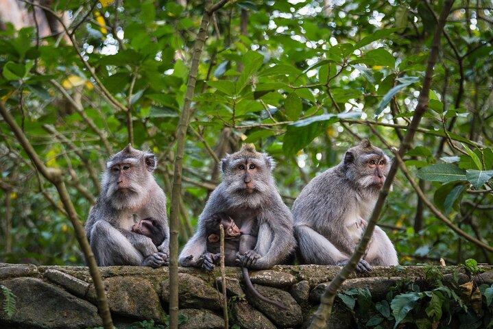 Ubud Greatest Tour : All-in-One Bali Experience