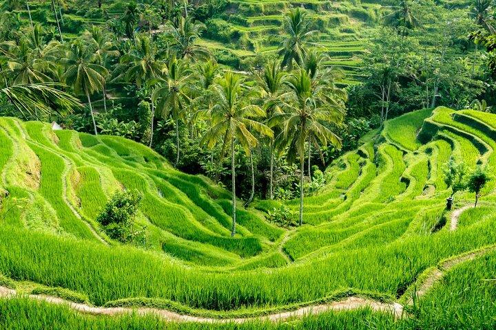 Ubud Greatest Tour : All-in-One Bali Experience