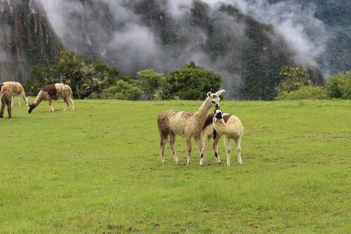 Short Inca Trail Trek to Machu Picchu | 2 Days 1 Night from Cusco