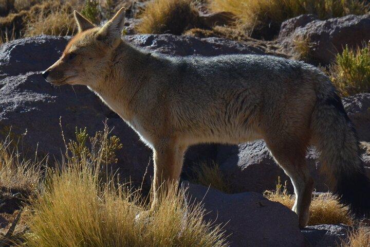ガイザー デル タティオ、ヴァド プタナ、マチュカへの 1 日ツアー