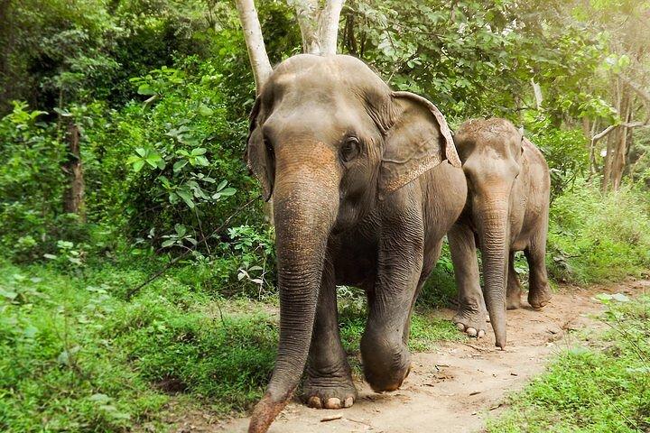 Tour privado a Kanchanaburi Death Railway y Elephant Haven
