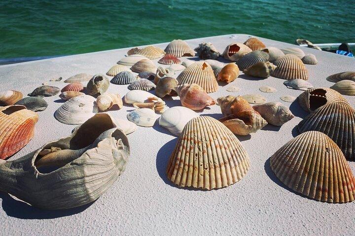 Shell Island Snorkel- en dolfijncatamarancruise met eilandtijd