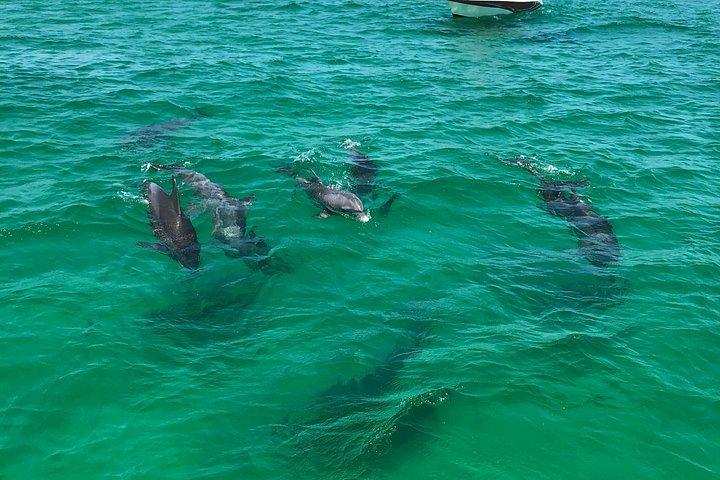 Shell Island Snorkel- en dolfijncatamarancruise met eilandtijd