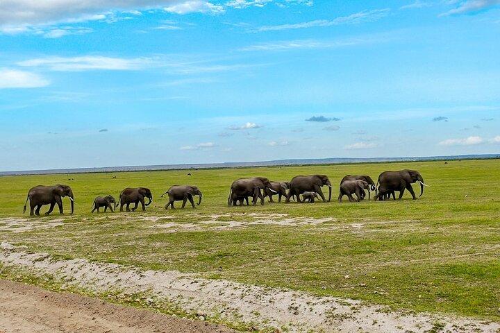 Excursion d'une journée au parc national d'Amboseli au départ de Nairobi