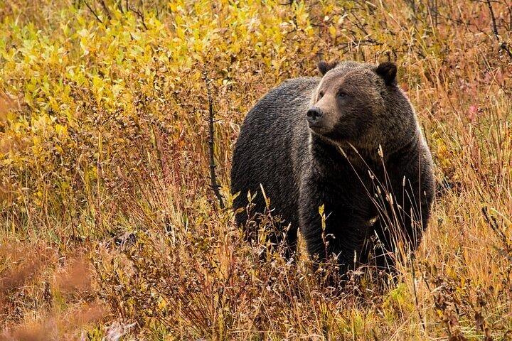 Yellowstone & Grand Teton Nationalparker: Lille gruppe 6-dages tur