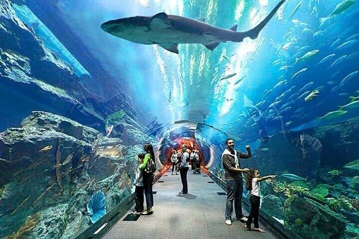 VIP Experience Dubai Aquarium & Underwater Zoo-As per Selection