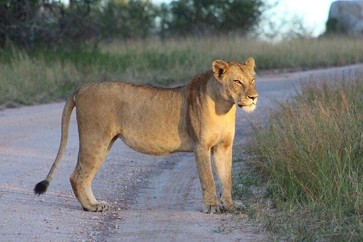 4 day Private Kruger Under Canvas Safari
