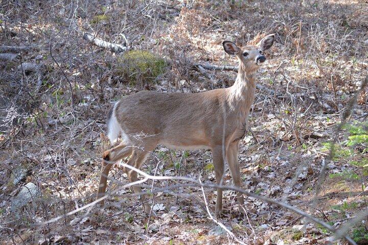 Visite privée de 4 heures en Acadie Cadillac Mountain & Somes Sound Fiord