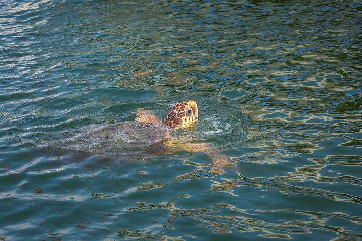 Turtle Cruise of Marathonisi Island and Keri Peninsula