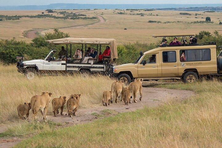 7 dagars privat Tanzania Safari