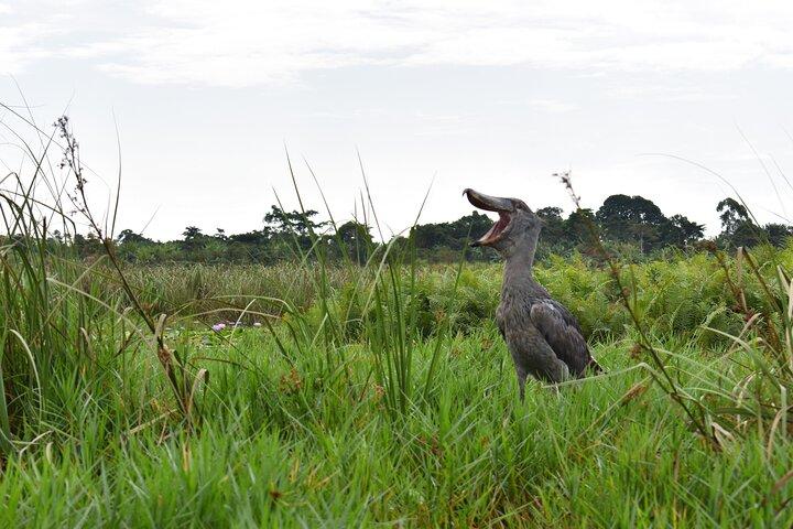 Excursão ecológica de Entebbe - dia inteiro (privado)
