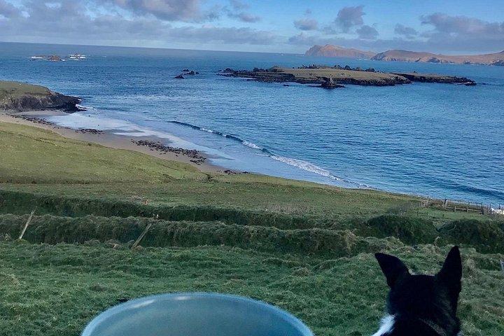 La grande esperienza di Blasket Island - Tour Premium