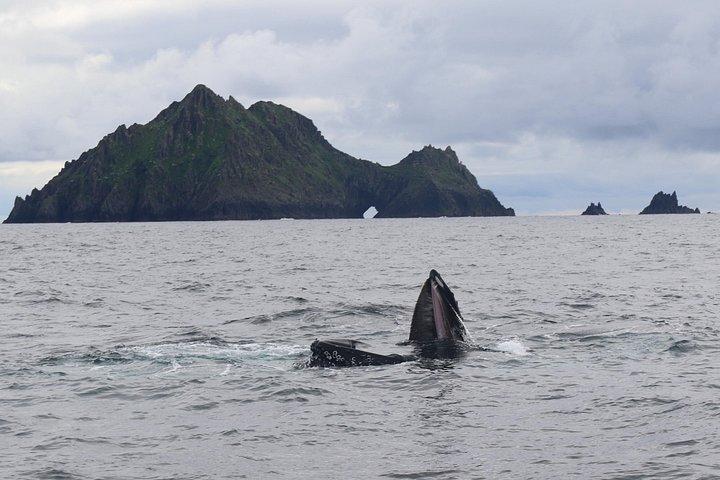 La grande esperienza di Blasket Island - Tour Premium