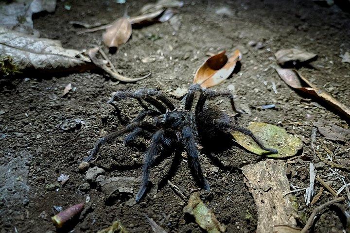 Caminata Nocturna Guiada en Monteverde