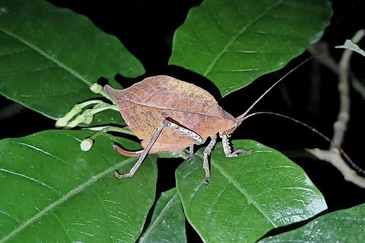 Caminata Nocturna Guiada en Monteverde