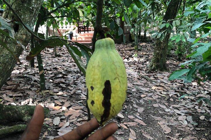 Experience Botiwaterfall, Aburi Botanical Gardens & a Cocoa Farm.