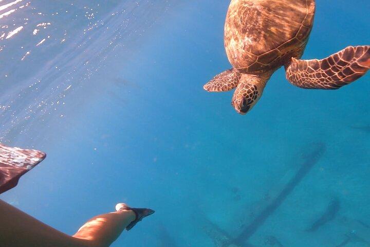 Eco-Raft di Maui: Turtle Snorkel + Whale Watch Tour (*New 2n1 )
