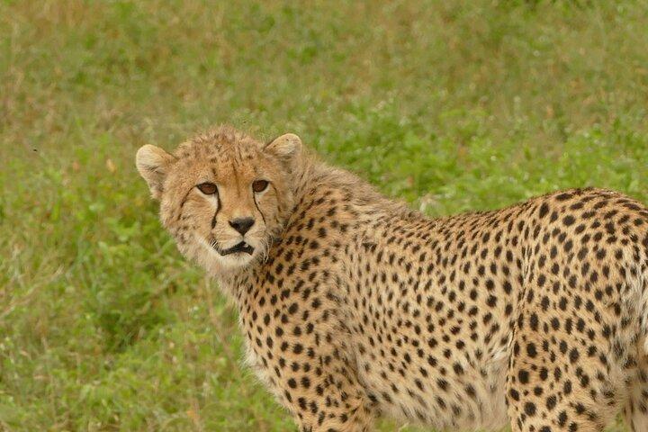 Dagstur til Ngorongoro-krateret