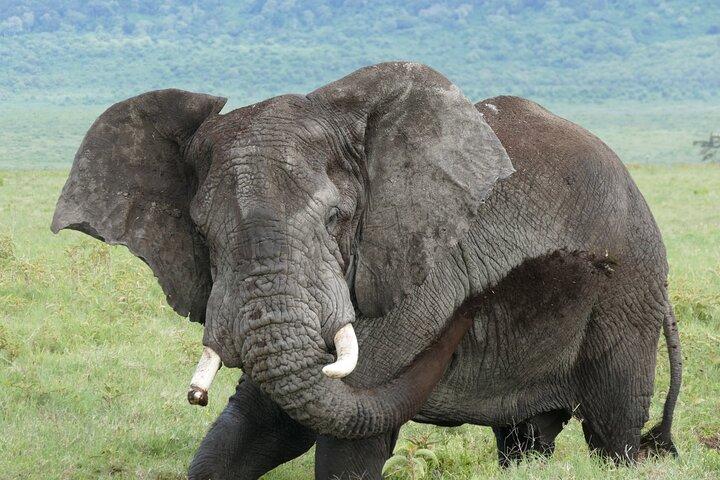 Dagstur til Ngorongoro-krateret