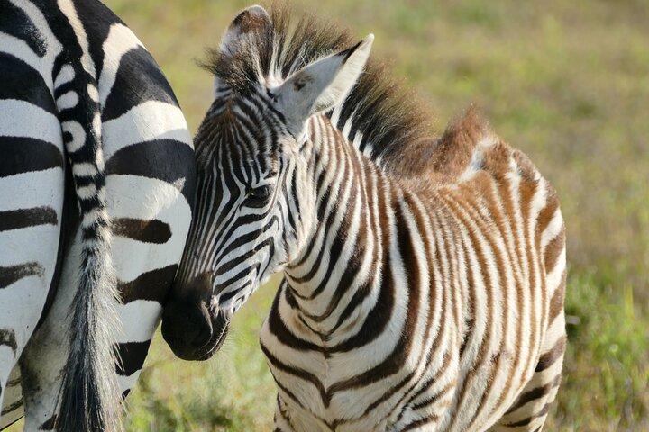 ンゴロンゴロ クレーターへの日帰り旅行