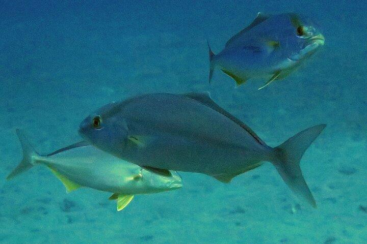 Scopri le immersioni subacquee in mare con il Blue Dolphin Team