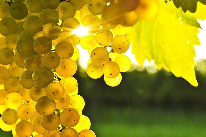 Rhodos vin- og madtur: 10-måltiders frokost, vinsmagning, madlavningskursus