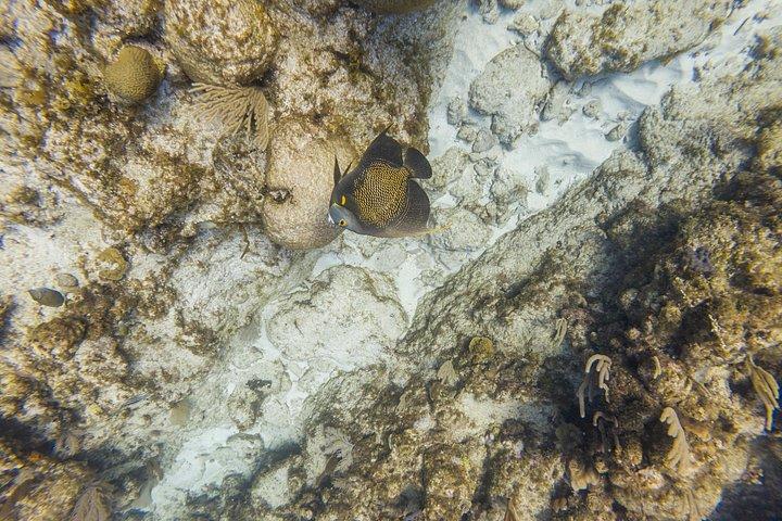 Guided Snorkeling Adventure in West Bay