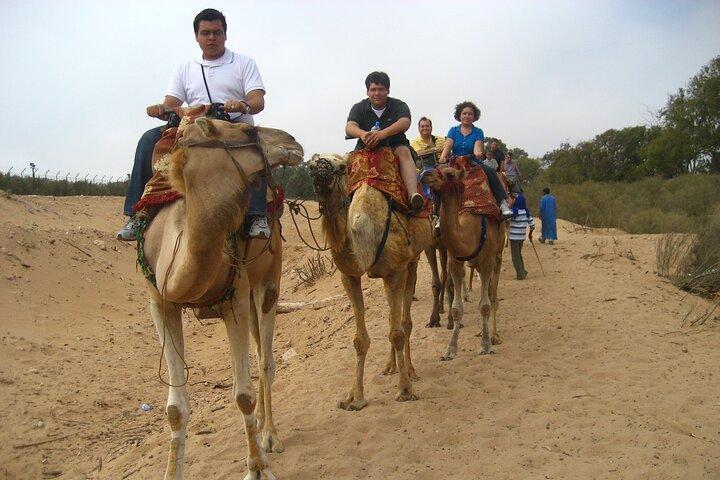 Sunset Camel Ride in Agadir With Hotel Pick up and Drop off