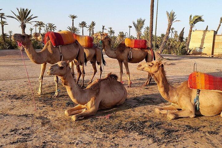 Sunset Camel Ride in Agadir With Hotel Pick up and Drop off