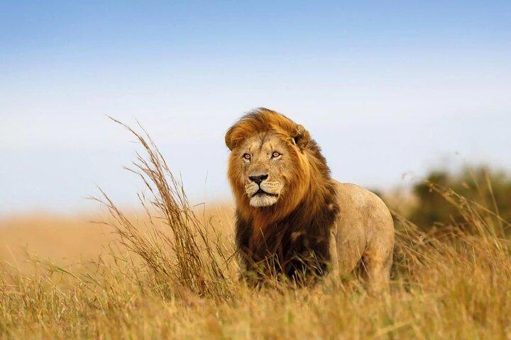 Privé 8-daagse Safari Tour in Tanzania