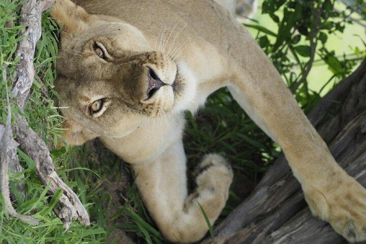 フライト パッケージ ザンジバルからニエレレ国立公園 (セルース GR) へ 2 泊 3 日