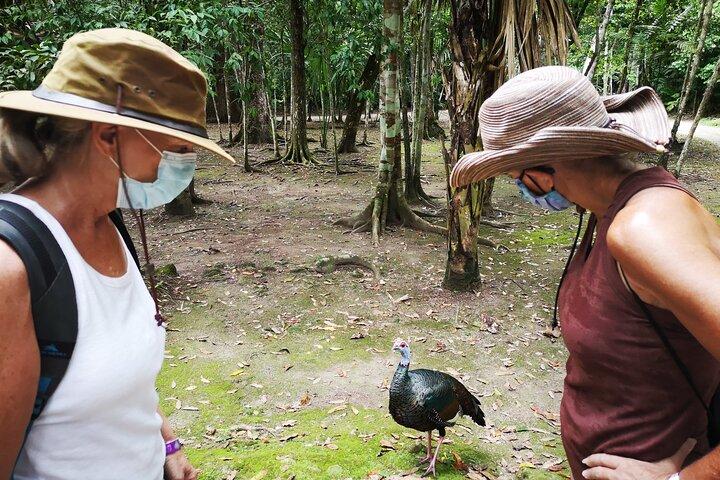 Journée complète à Tikal avec exploration dédiée des monuments archéologiques.