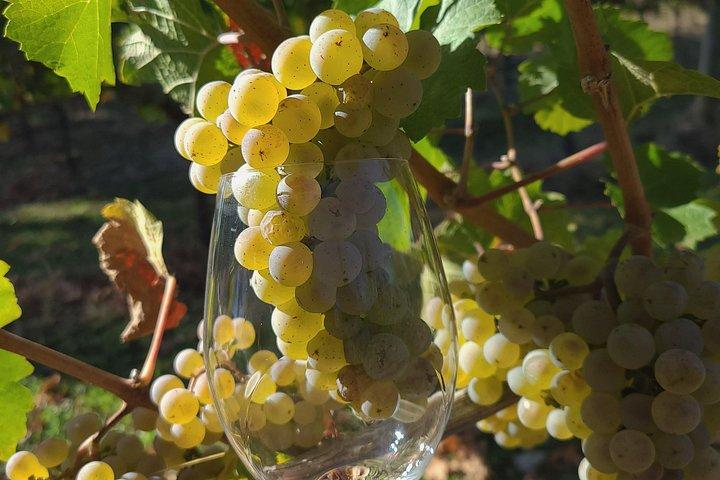 Willamette Valley Weintour mit Mittagessen