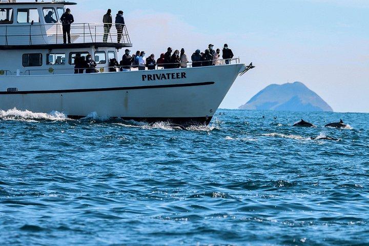San Diego Valskådning & Delfinkryssning