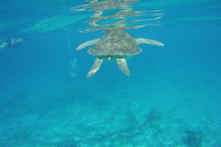 West side Beach Hopping & Swimming with Sea Turtles